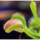 Venusfliegenfalle (Dionaea muscipula)