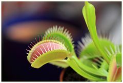 Venusfliegenfalle (Dionaea muscipula)