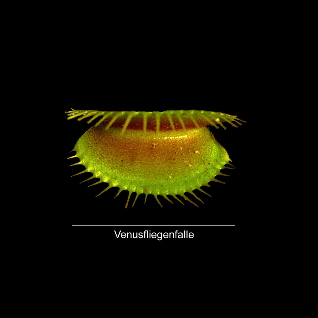 Venusfliegenfalle - Makro