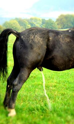 ]]]]]]]]]]]]]]]]]]]]]]]]]]]]]]]]ver-------------------------piSSen[[[[[[[[[[[[[[[[!!!]]]]]]]]]]]]]]]