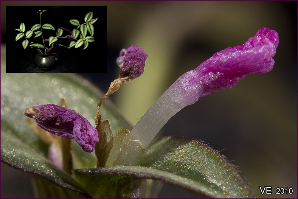 Ver- und Erblühende Blüten der Tradescantia (Dreimasterblume)