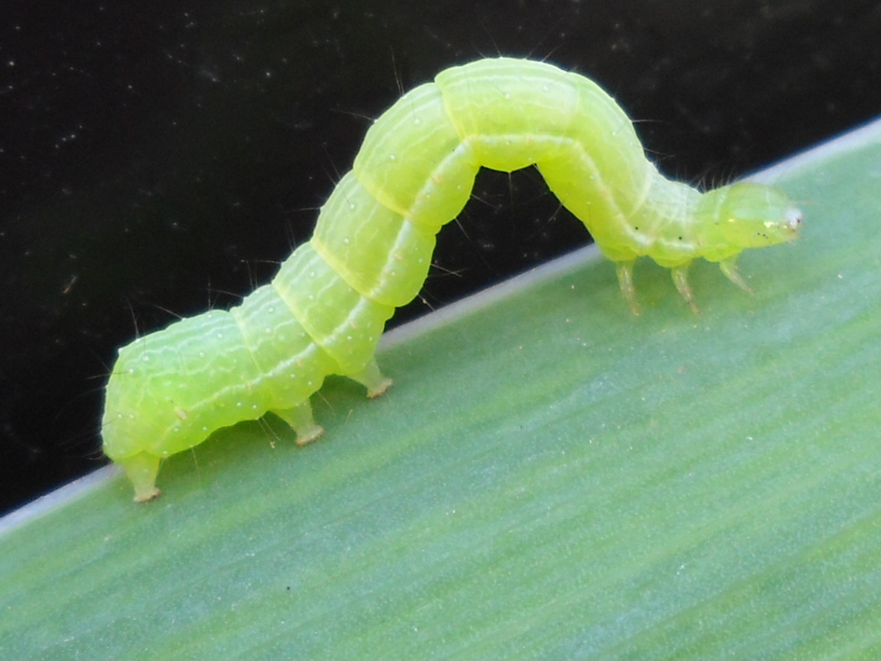 Ver vert photo et image macro nature, macro insectes, ver vert nature tomate Images