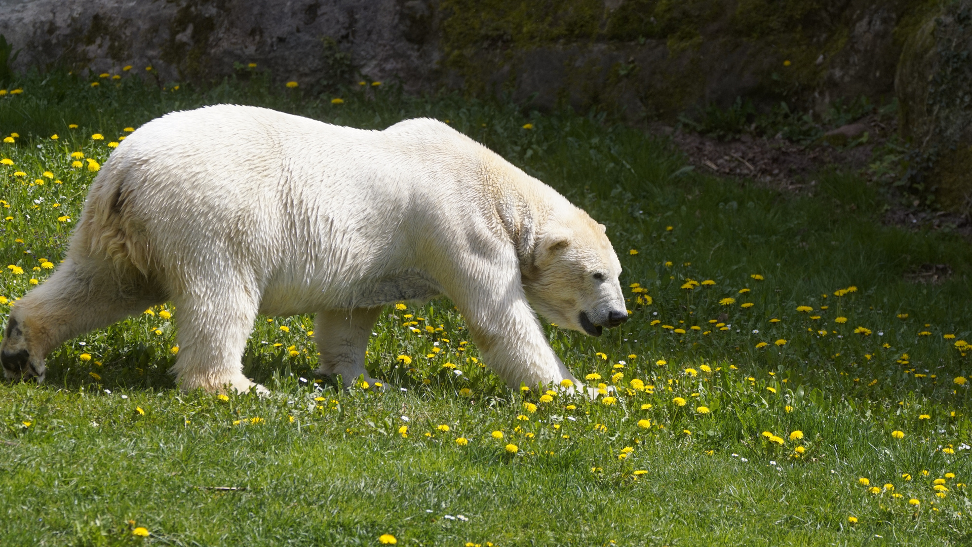 Vera Foto & Bild tiere, zoo, wildpark & falknerei, säugetiere Bilder