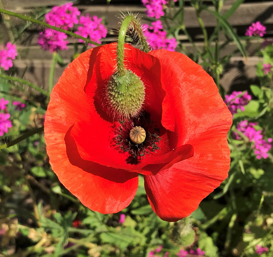 Verabschiedung vom Sommer