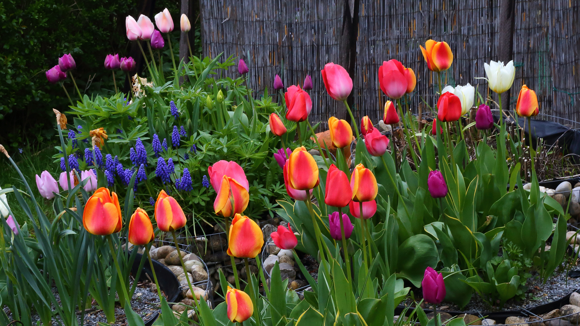 Verabschiedung von den Tulpen für dieses Jahr mit einer Aufnahme vom 14.04. 2022