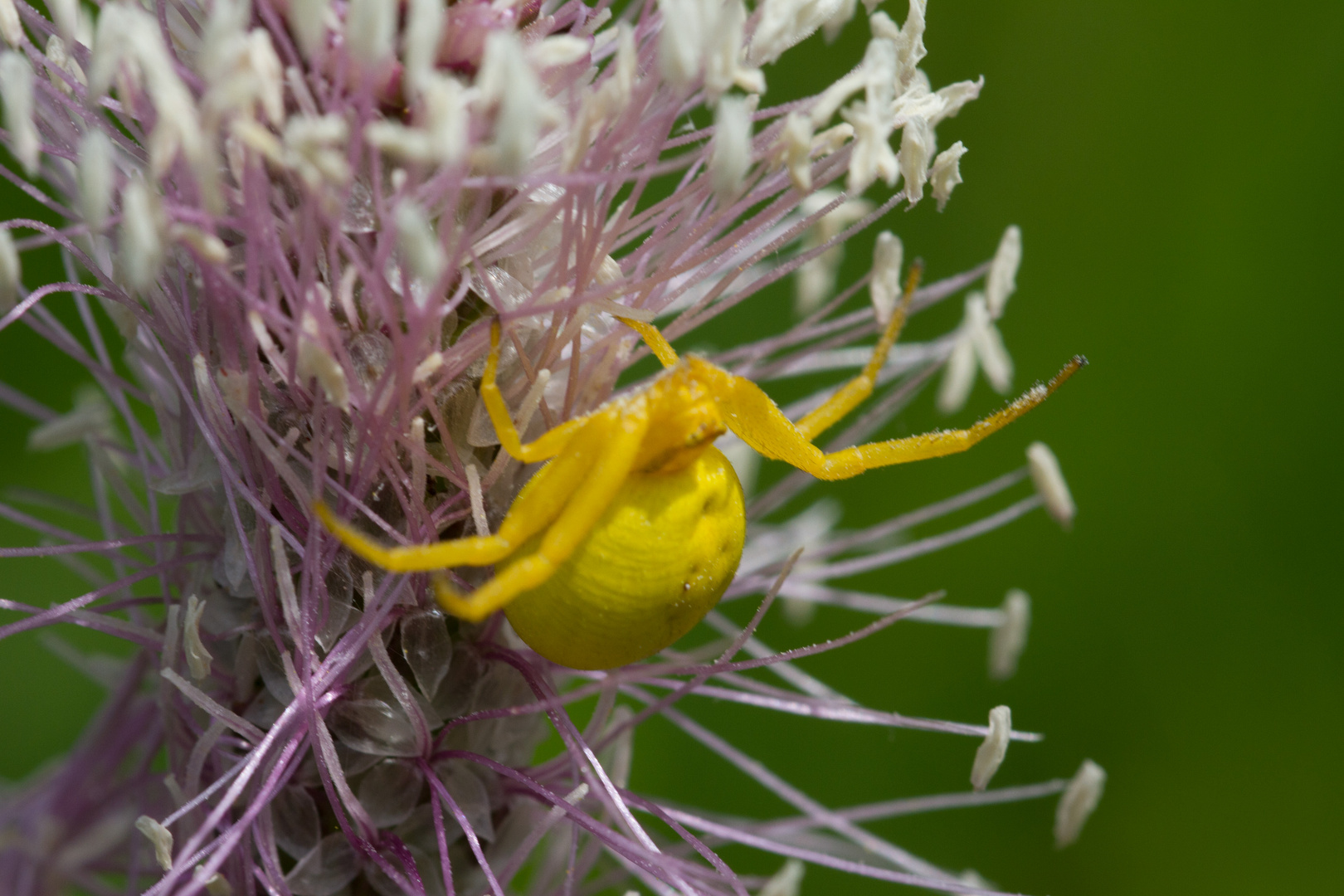 Veränderbare Krabbenspinne am Nachmittag 27.05.2012