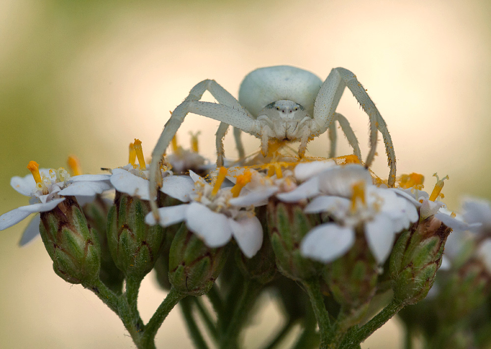 Veränderlich Krabbenspinne