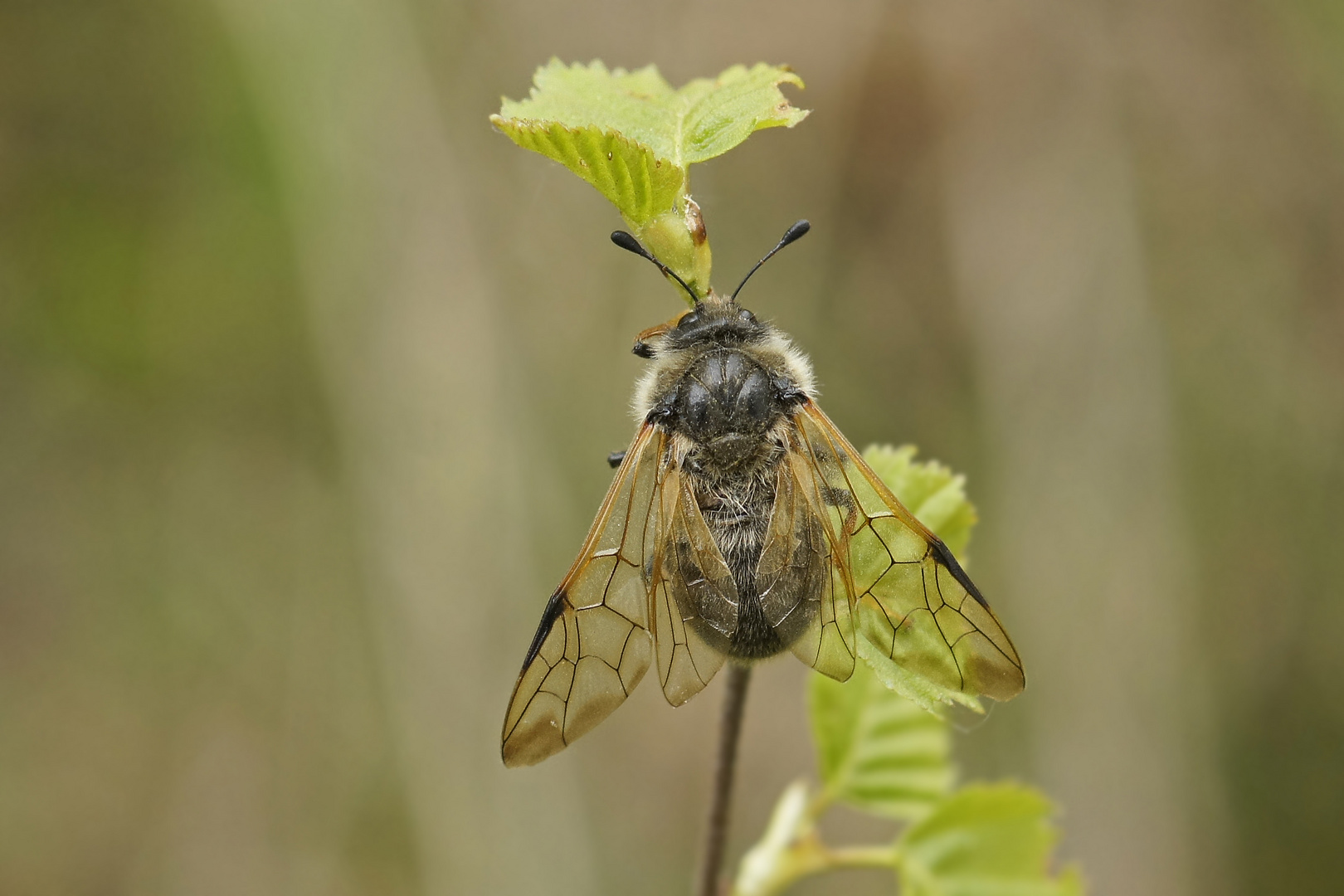 Veränderliche Birkenknopfhornblattwespe (Cimbex femorata)