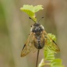 Veränderliche Birkenknopfhornblattwespe (Cimbex femorata)