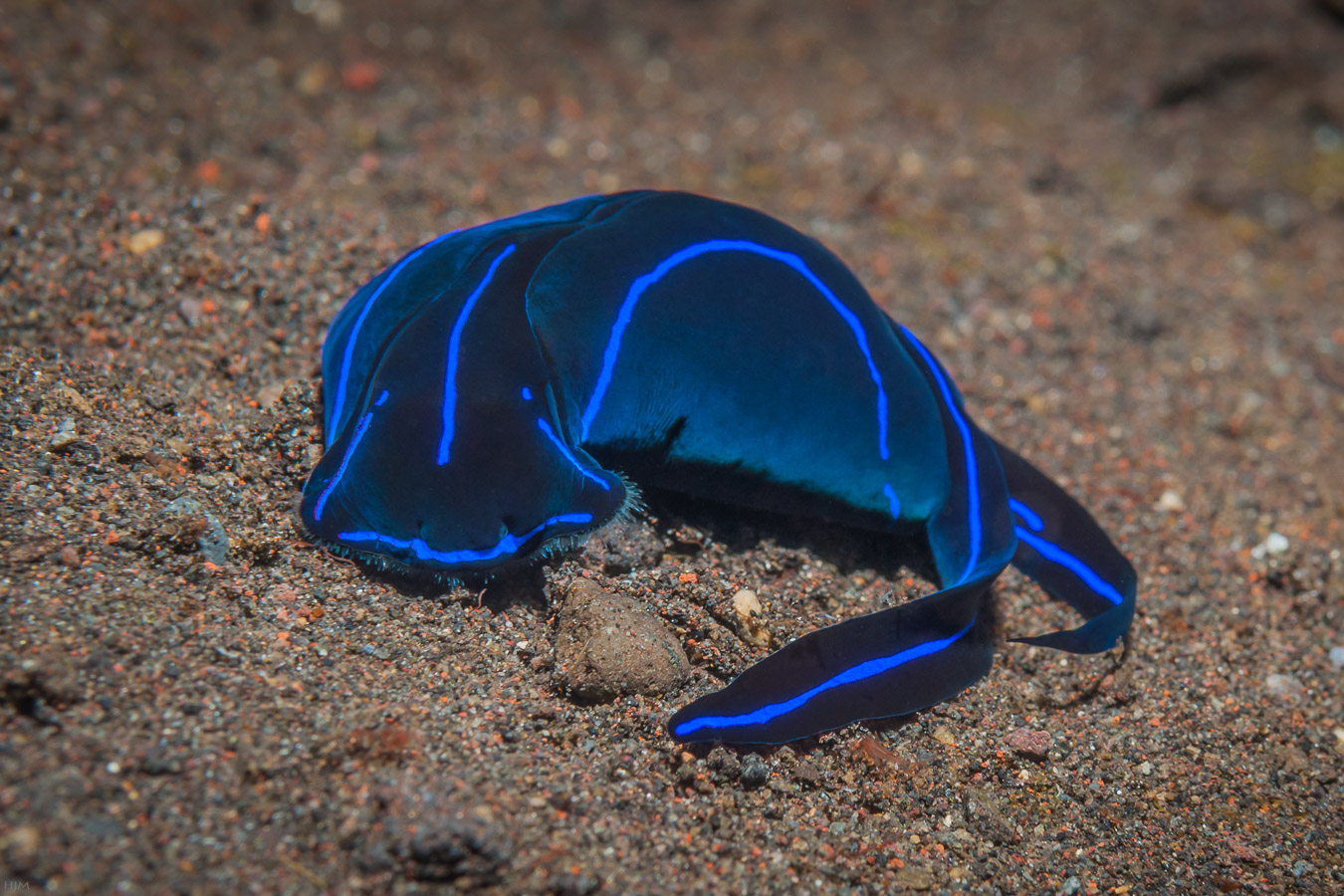 Veränderliche Kopfschildschnecke