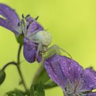 Veränderliche Krabbenspinne