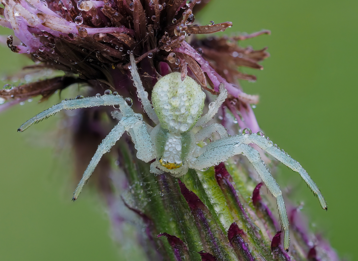 Veränderliche Krabbenspinne