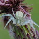 Veränderliche Krabbenspinne