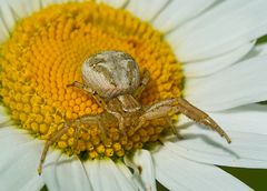 Veränderliche Krabbenspinne