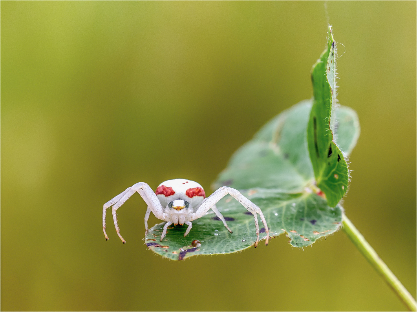 Veränderliche Krabbenspinne