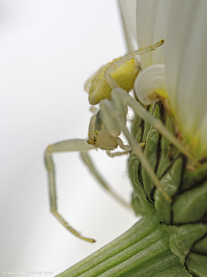 Veränderliche Krabbenspinne