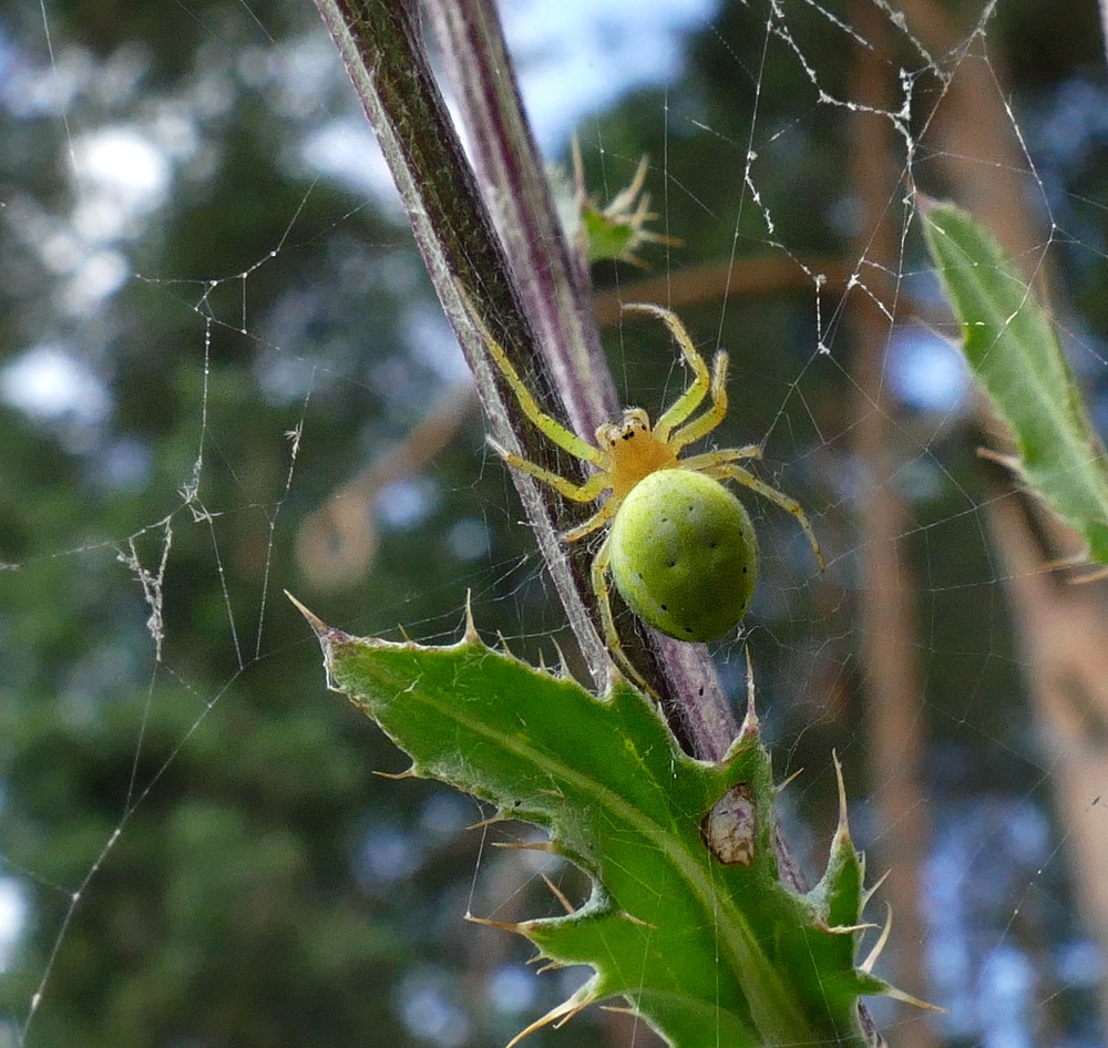 Veränderliche Krabbenspinne