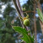 Veränderliche Krabbenspinne