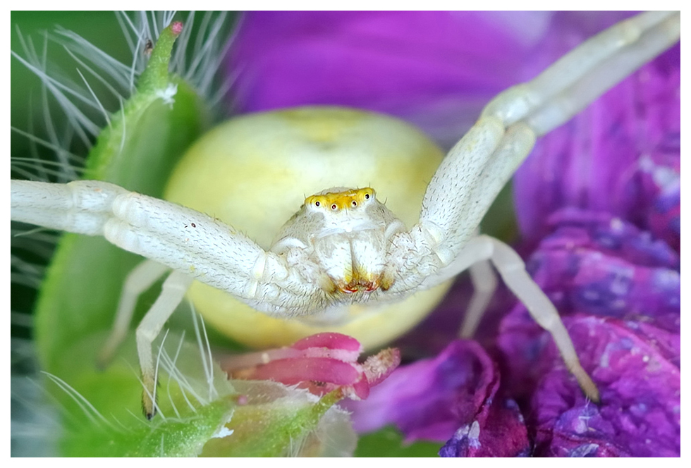 Veränderliche Krabbenspinne