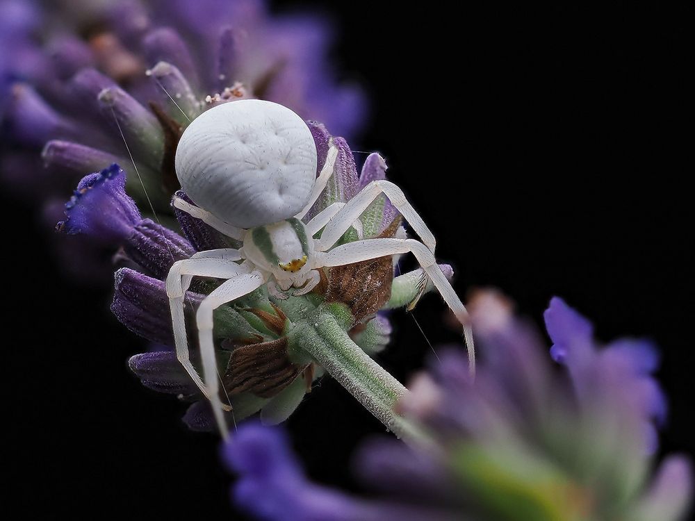 Veränderliche Krabbenspinne