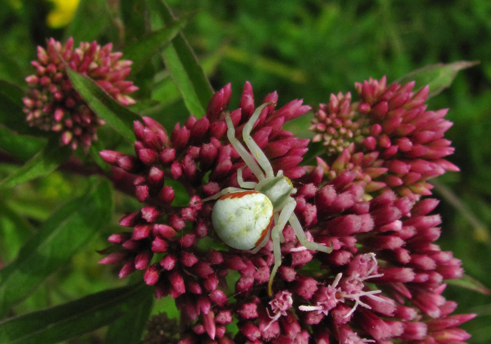 Veränderliche Krabbenspinne