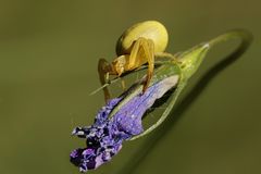 Veränderliche Krabbenspinne