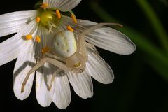 veränderliche Krabbenspinne