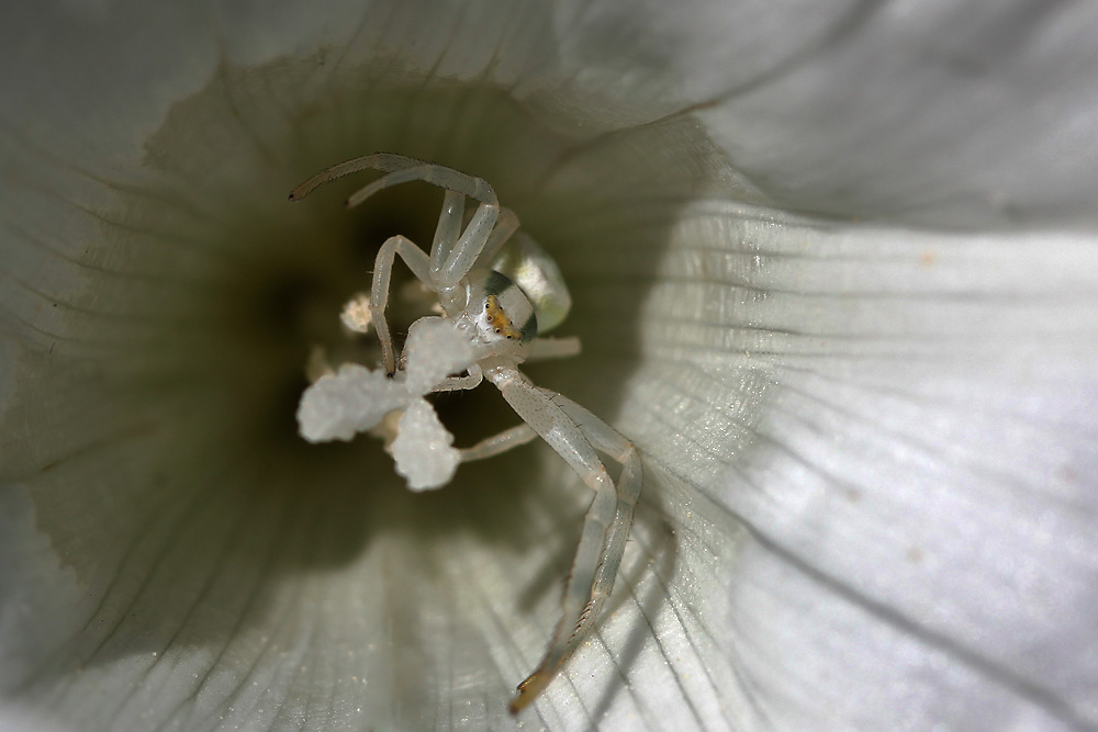 veränderliche Krabbenspinne