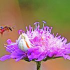 Veränderliche Krabbenspinne