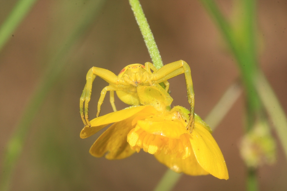 Veränderliche Krabbenspinne