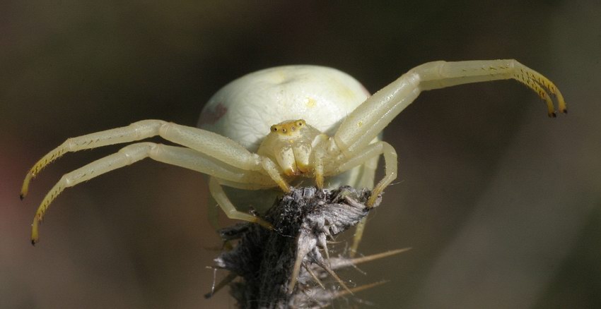 veränderliche Krabbenspinne