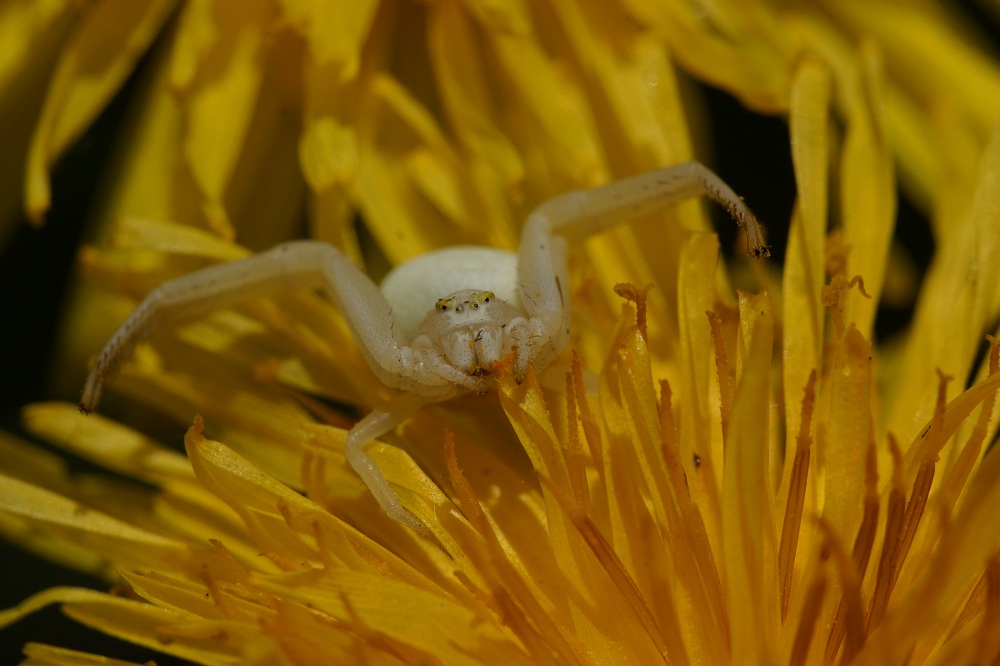 Veränderliche Krabbenspinne