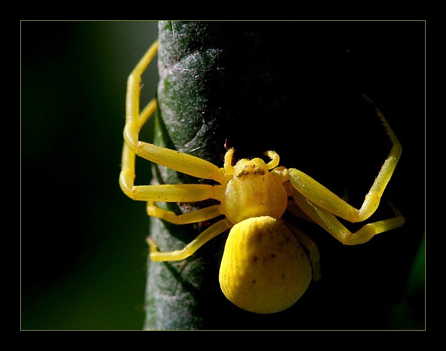 Veränderliche Krabbenspinne