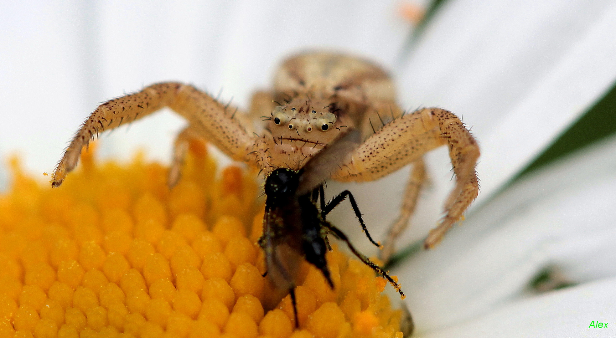 Veränderliche Krabbenspinne 2