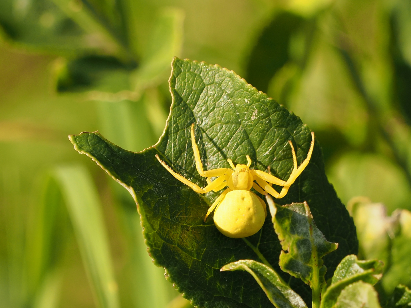 Veränderliche Krabbenspinne 2