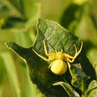 Veränderliche Krabbenspinne 2