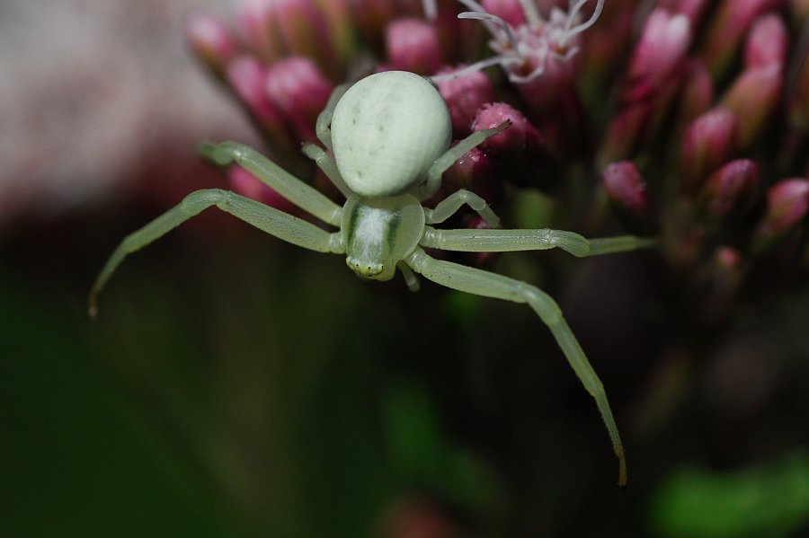 Veränderliche Krabbenspinne 2