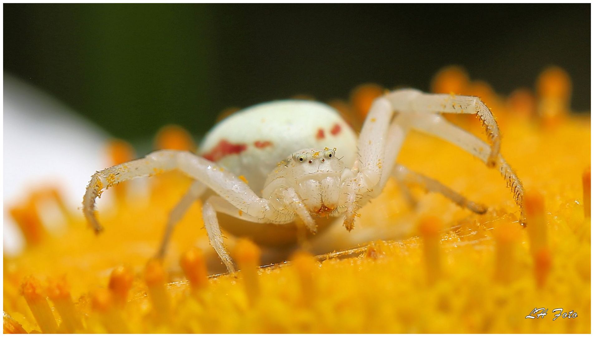 Veränderliche Krabbenspinne