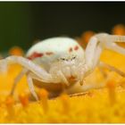 Veränderliche Krabbenspinne