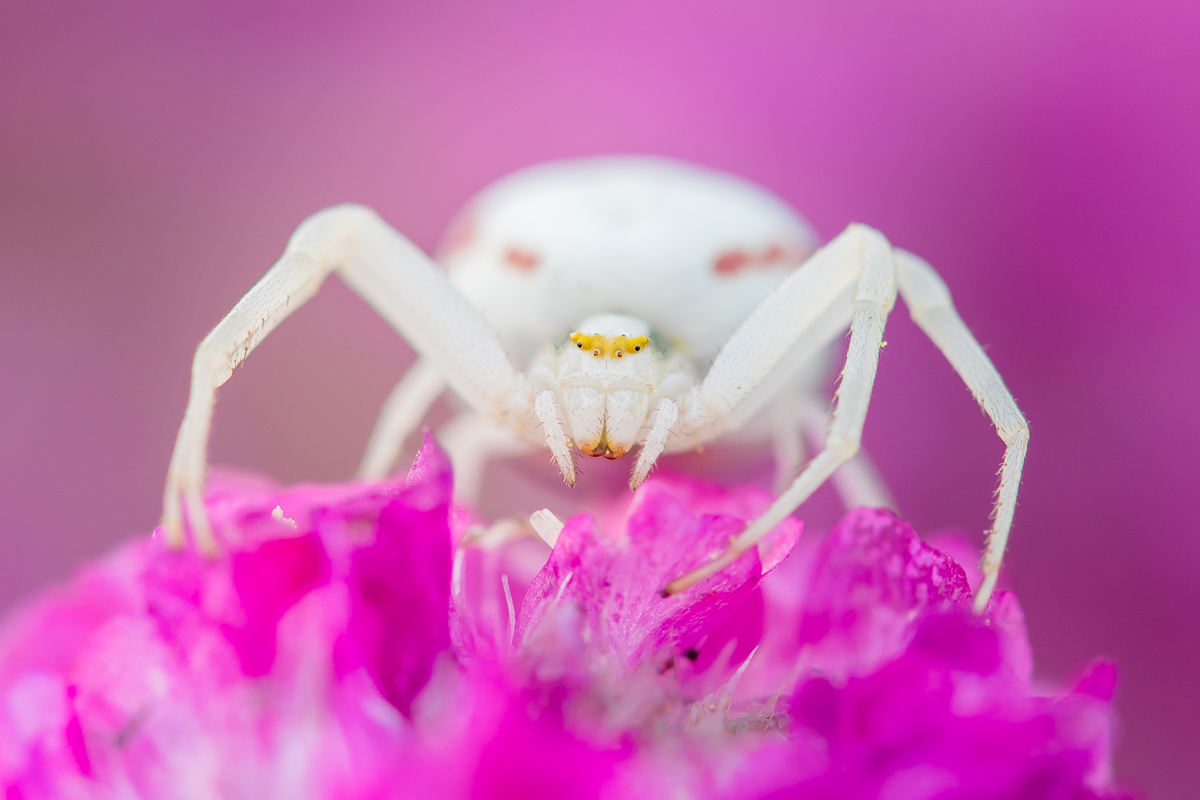 Veränderliche Krabbenspinne