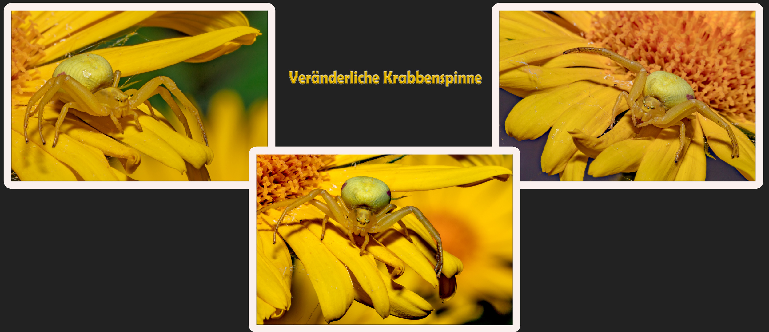 Veränderliche Krabbenspinne