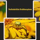 Veränderliche Krabbenspinne