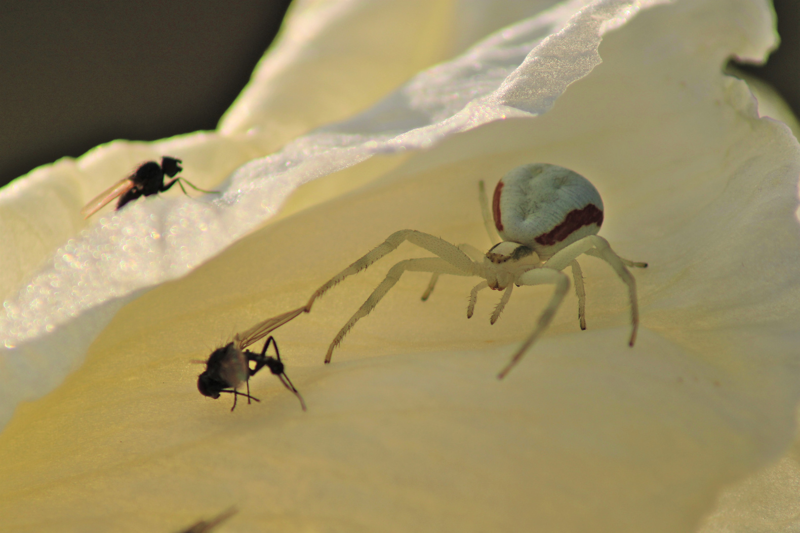 Veränderliche Krabbenspinne ?