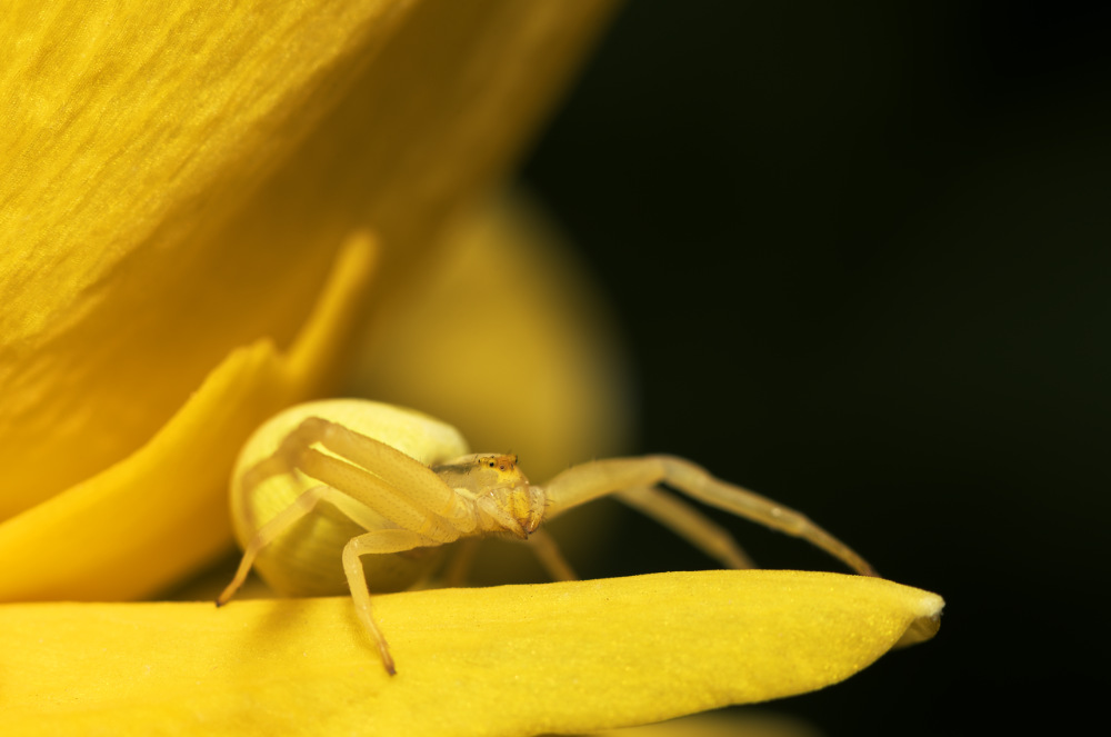 veränderliche Krabbenspinne