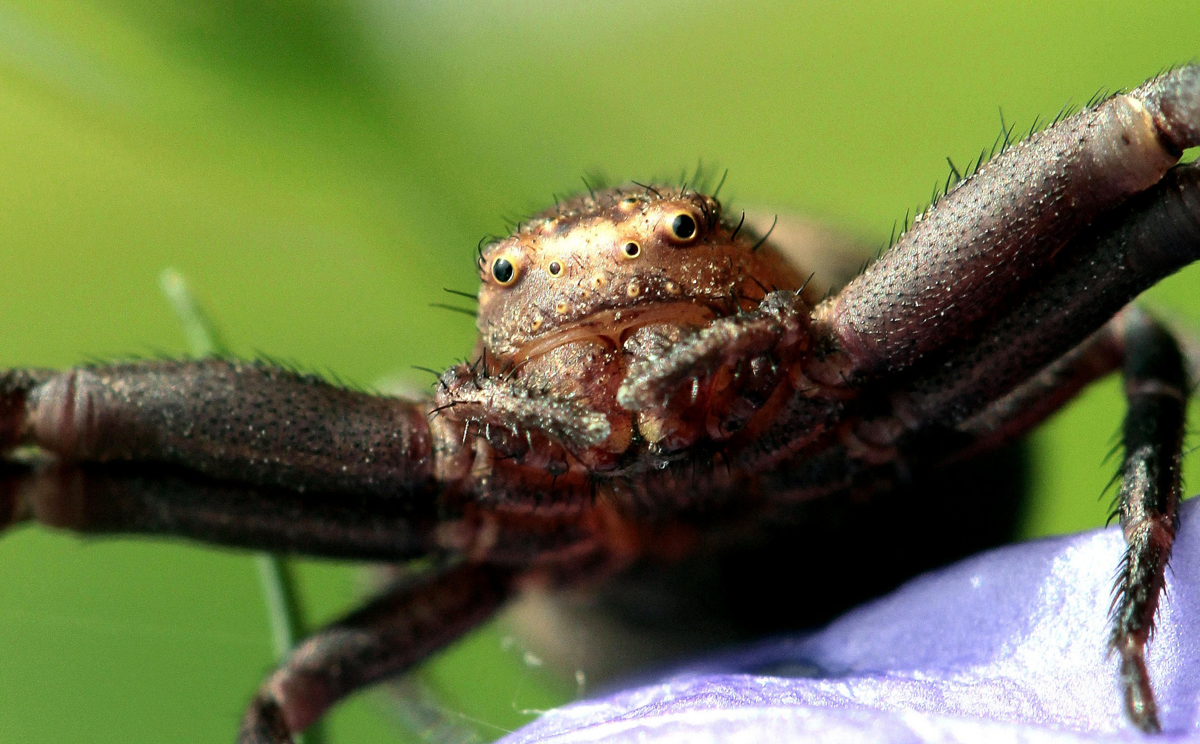 Veränderliche Krabbenspinne 3