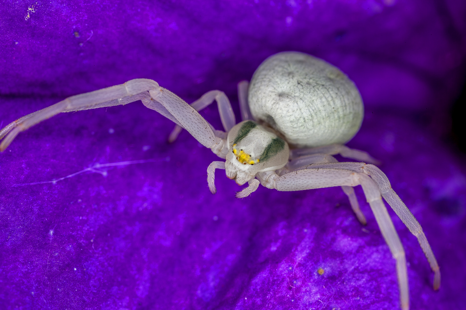 Veränderliche Krabbenspinne