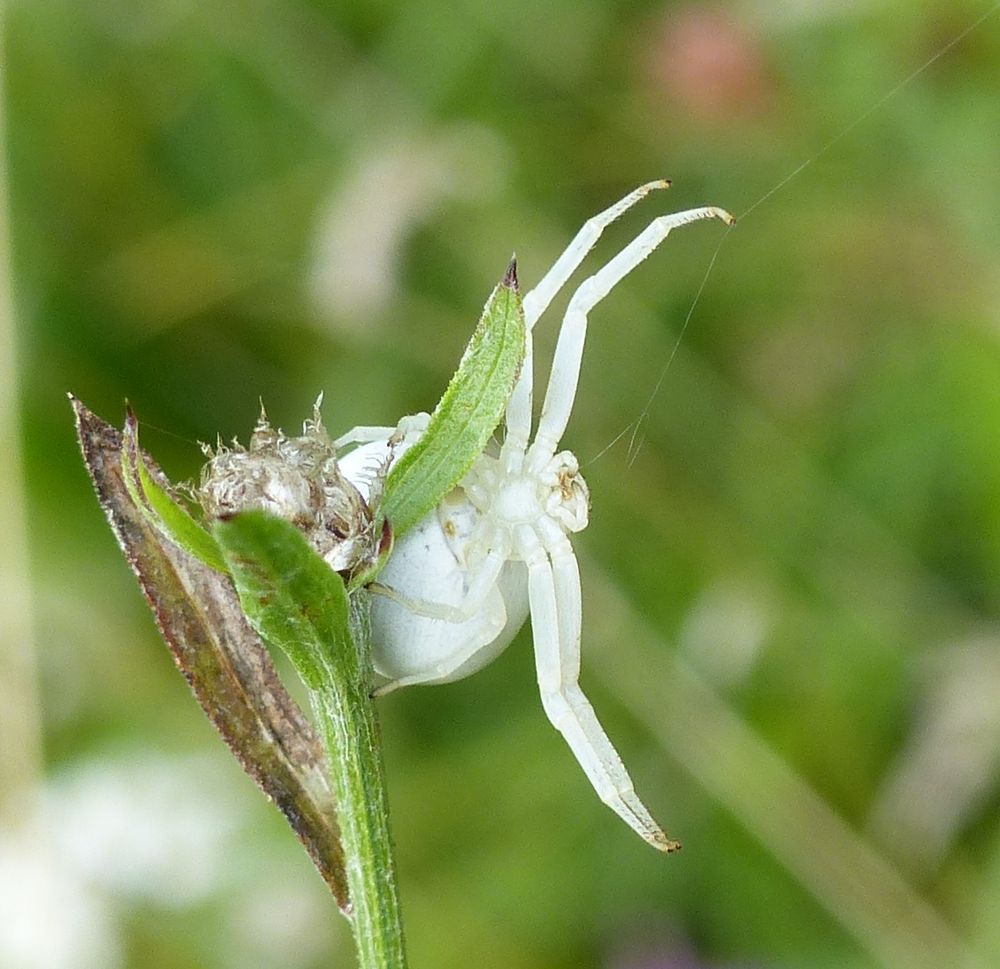 Veränderliche Krabbenspinne