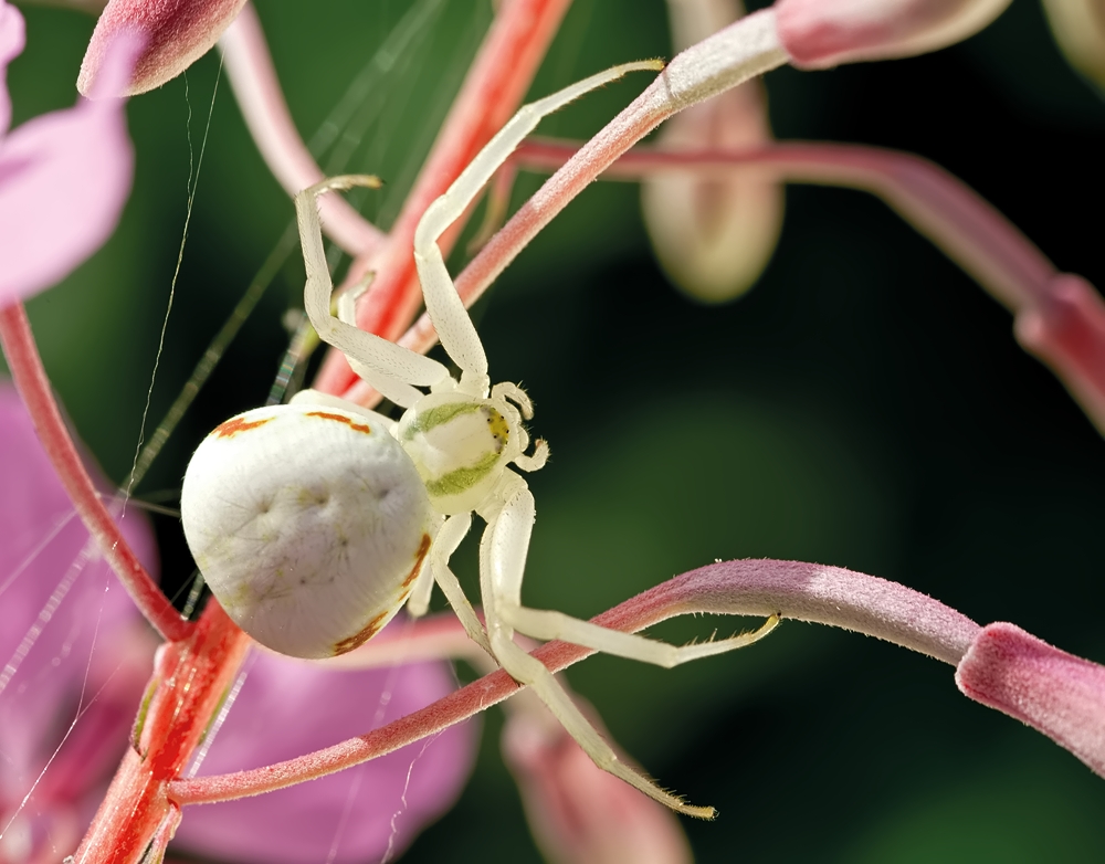 Veränderliche Krabbenspinne