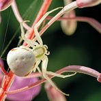 Veränderliche Krabbenspinne