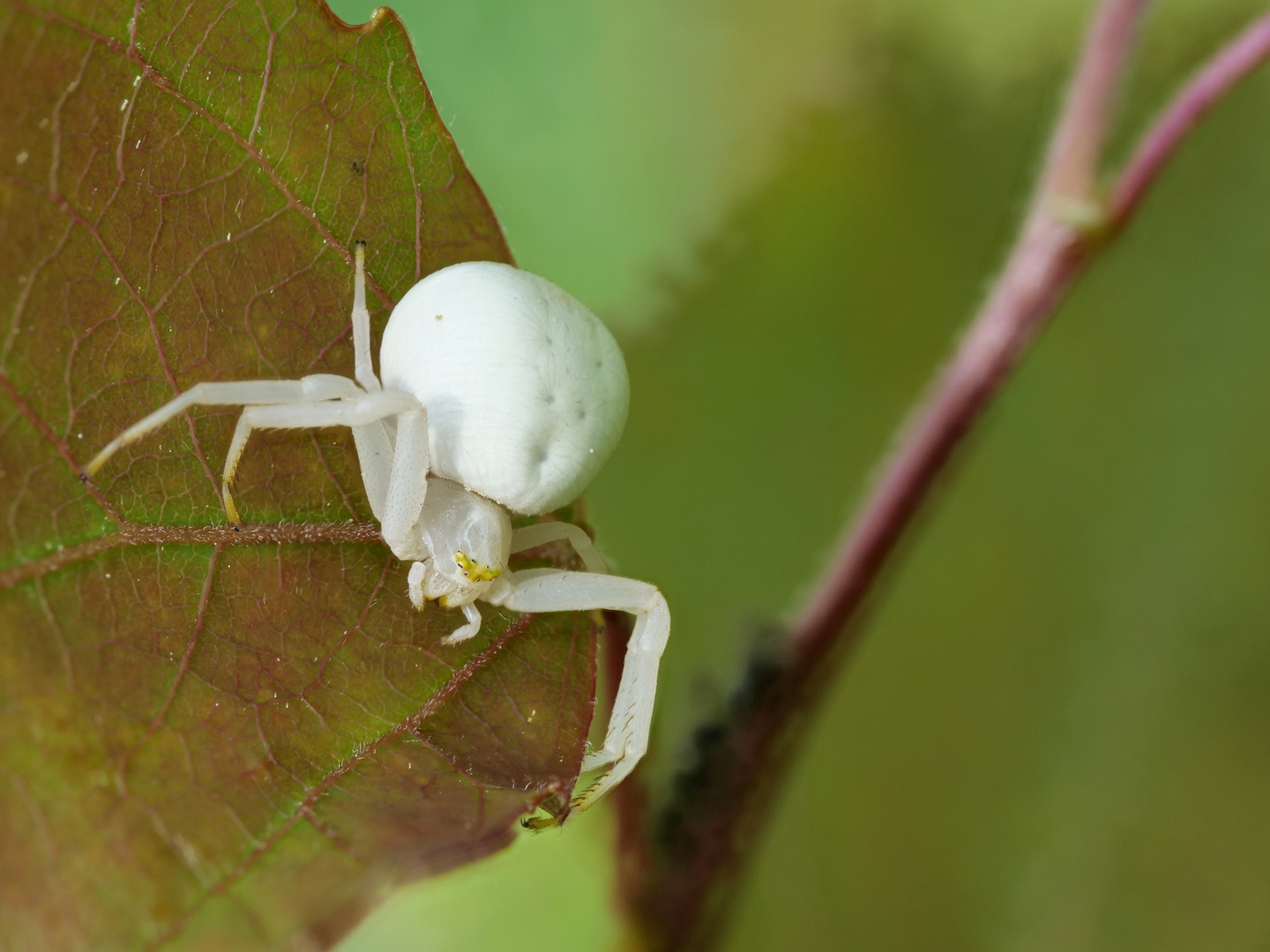 Veränderliche Krabbenspinne 